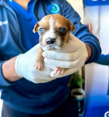 Acciones-de-tenencia-responsable-de-mascotas-en-el-barrio-Las-Rosas6