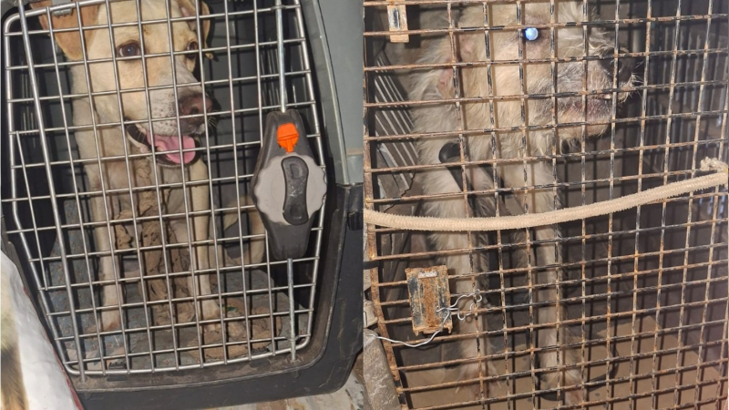 Por dejar a sus perros atados y en estado deplorable, le prohibieron volver a tener animales