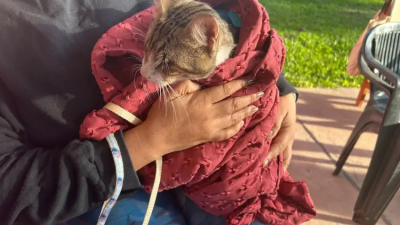 Con 200 cupos disponibles, llega una nueva campaña de castración a bajo costo en Resistencia