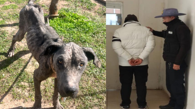 Rescataron un perro extremadamente delgado y detuvieron a su propietario