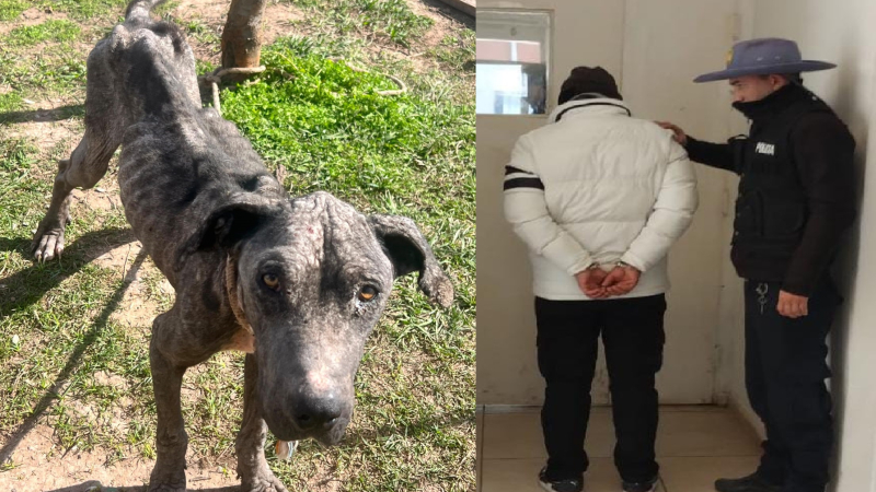 Rescataron un perro extremadamente delgado y detuvieron a su propietario
