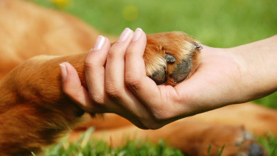 Convocan a una maratón solidaria para ayudar a protectoras y animales callejeros