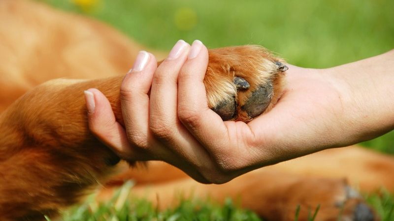 Convocan a una maratón solidaria para ayudar a protectoras y animales callejeros