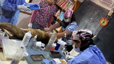 Castraciones, cirugías y educación: el trabajo veterinario que transforma el interior chaqueño