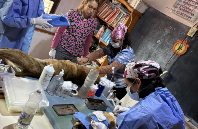 Castraciones, cirugías y educación: el trabajo veterinario que transforma el interior chaqueño