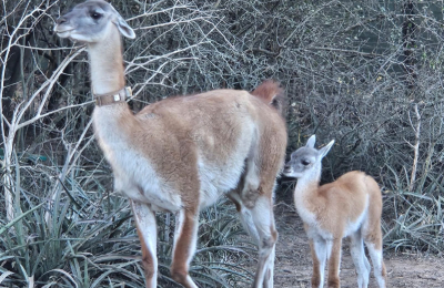 Nació Tusquita, la primera guanaca concebida en El Impenetrable en más de un siglo