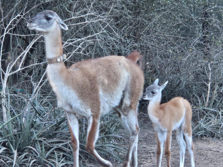 guanaco