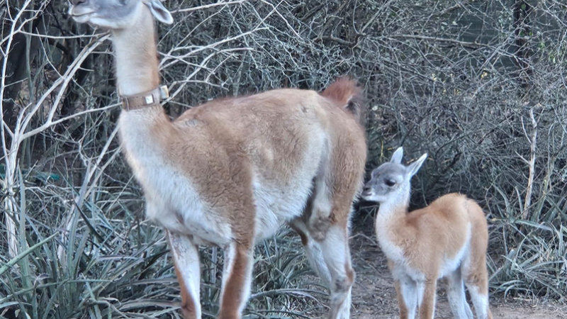 Nació Tusquita, la primera guanaca concebida en El Impenetrable en más de un siglo