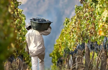 vitivinicultura2