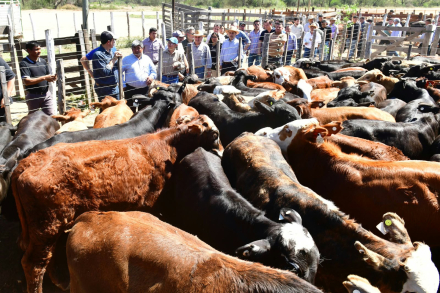 Feria Ganadera Paippera (5)