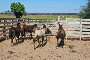 Siete caballos sueltos en la vía pública fueron puestos a resguardo  