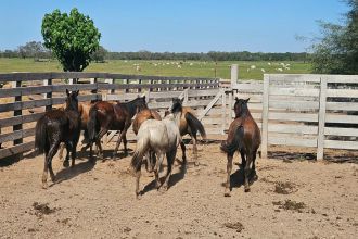 Siete caballos sueltos en la vía pública fueron puestos a resguardo  