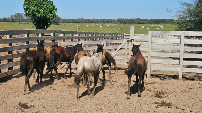 Siete caballos sueltos en la vía pública fueron puestos a resguardo  