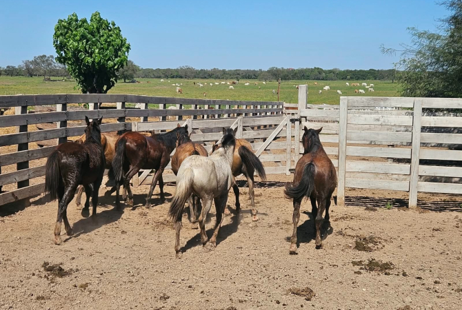 Siete caballos sueltos en la vía pública fueron puestos a resguardo  
