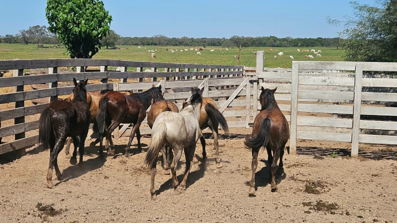 Siete caballos sueltos en la vía pública fueron puestos a resguardo  