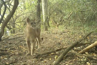El puma, "ingeniero del ecosistema" que protege el equilibrio del monte chaqueño