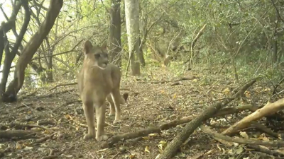 El puma, "ingeniero del ecosistema" que protege el equilibrio del monte chaqueño