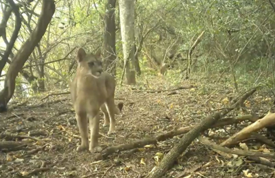 El puma, "ingeniero del ecosistema" que protege el equilibrio del monte chaqueño