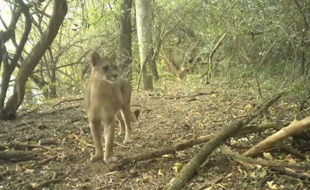 El puma, "ingeniero del ecosistema" que protege el equilibrio del monte chaqueño