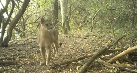 El puma, "ingeniero del ecosistema" que protege el equilibrio del monte chaqueño
