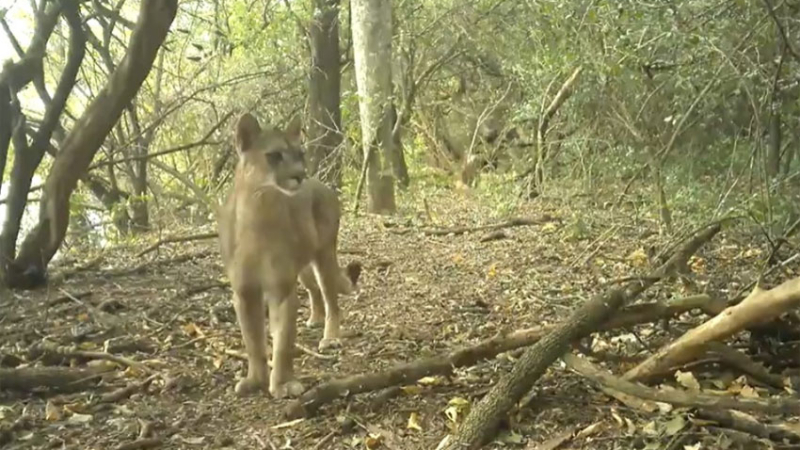 El puma, "ingeniero del ecosistema" que protege el equilibrio del monte chaqueño