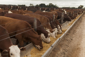 Engorde a Corral: estudio arroja distintos resultados con animales de igual peso de ingreso