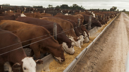 feedlot