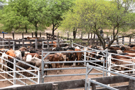 Exitosa Feria Ganadera Paippera en Puerto Irigoyen (8)