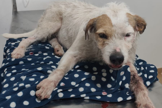 Piden ayuda para solventar los gastos veterinarios de una perrita atropellada en la ruta