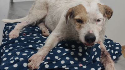 Piden ayuda para solventar los gastos veterinarios de una perrita atropellada en la ruta