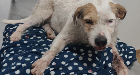 Piden ayuda para solventar los gastos veterinarios de una perrita atropellada en la ruta