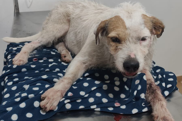 Piden ayuda para solventar los gastos veterinarios de una perrita atropellada en la ruta