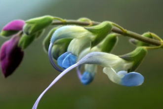 Descubren una flor andina celeste y blanca y la llamaron Salvia Messii