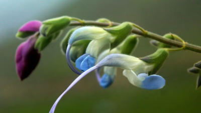 Descubren una flor andina celeste y blanca y la llamaron Salvia Messii
