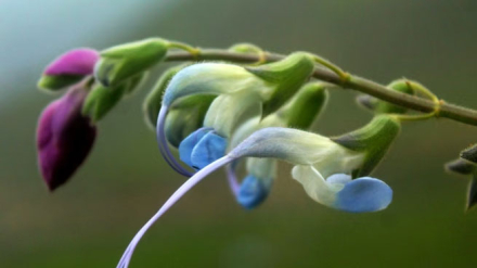 salvia