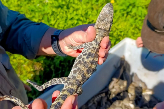 Promoción de la conservación y el uso sustentable del yacaré