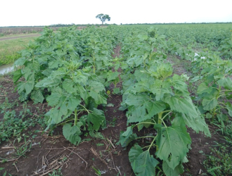 El granizo afectó varios lotes de girasol, aunque sin registrarse grandes pérdidas
