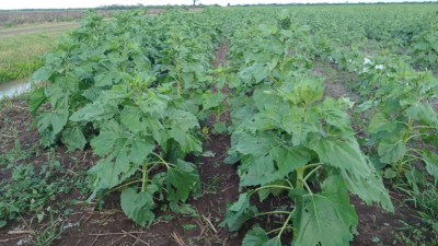 El granizo afectó varios lotes de girasol, aunque sin registrarse grandes pérdidas