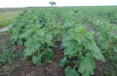 El granizo afectó varios lotes de girasol, aunque sin registrarse grandes pérdidas