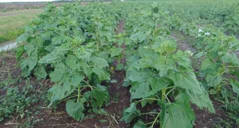 El granizo afectó varios lotes de girasol, aunque sin registrarse grandes pérdidas