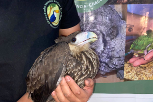 El Refugio de Aves Silvestres necesita un terreno urgente para salvar a más de 200 animales