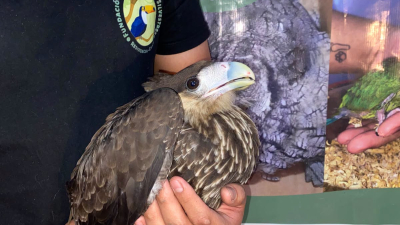 El Refugio de Aves Silvestres necesita un terreno urgente para salvar a más de 200 animales