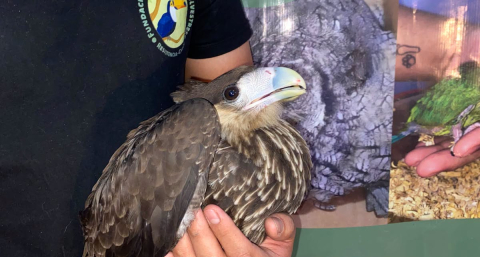 El Refugio de Aves Silvestres necesita un terreno urgente para salvar a más de 200 animales
