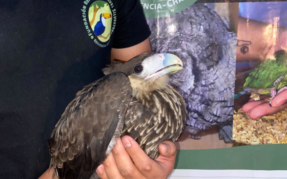 El Refugio de Aves Silvestres necesita un terreno urgente para salvar a más de 200 animales