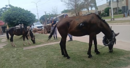 caballo