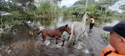 ANIMALES1