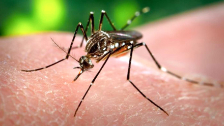 Dengue.jpg