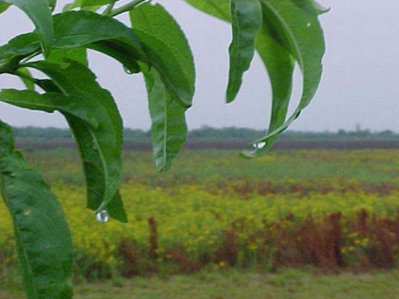 girasol.jpg