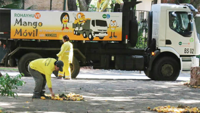El mango: una bendición transformada en basura