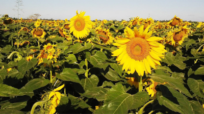 El Chaco productivo transita una de sus mejores campañas agrícolas